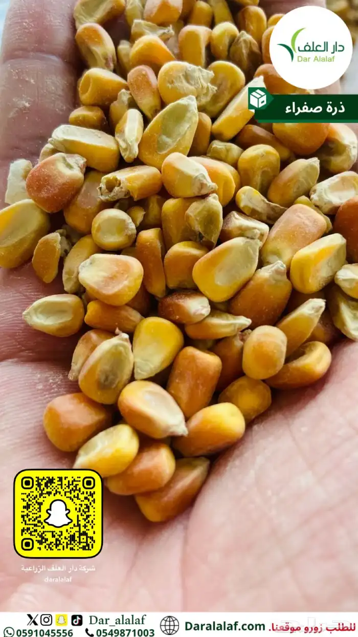 ذرة صفراء علف 3