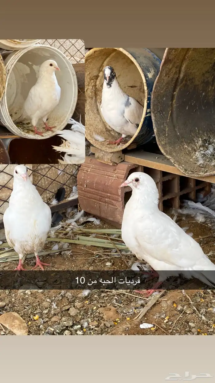 حمام زينه وبلدي 9