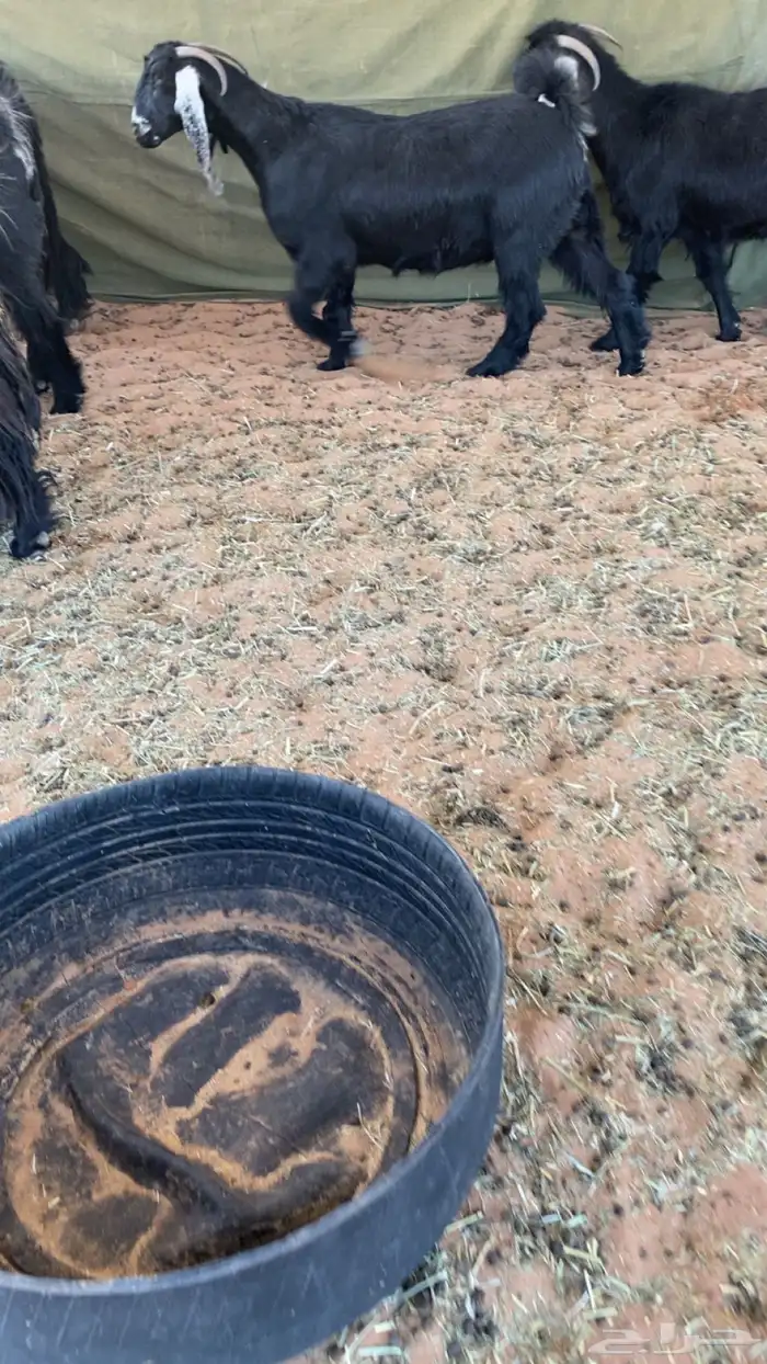 معزا عوارض دفيع ومضاريع شرط سونار 4