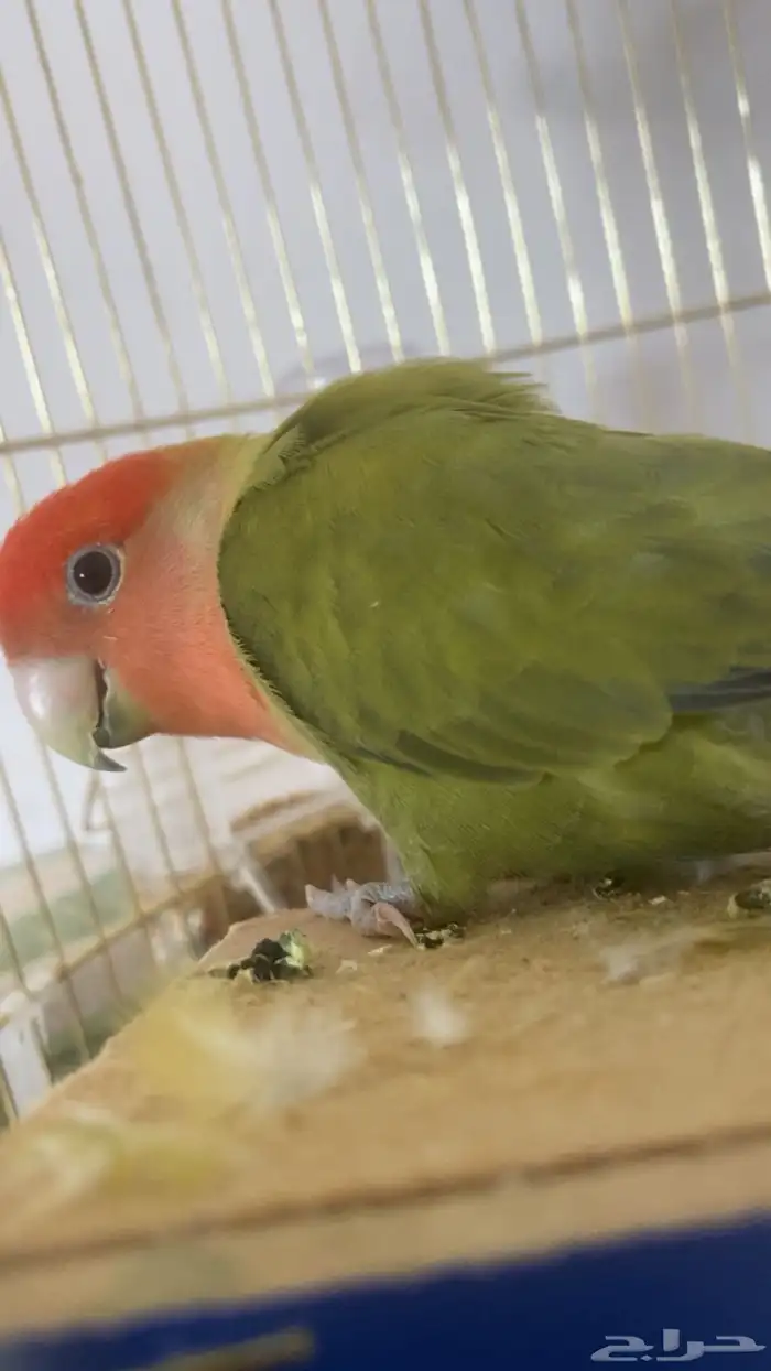 ببغاء روز ذكر 2