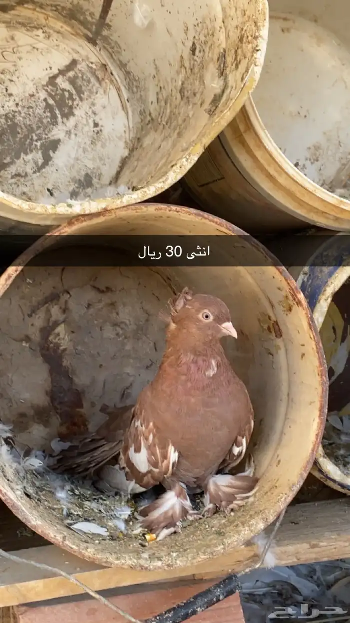 حمام زينه وبلدي 7