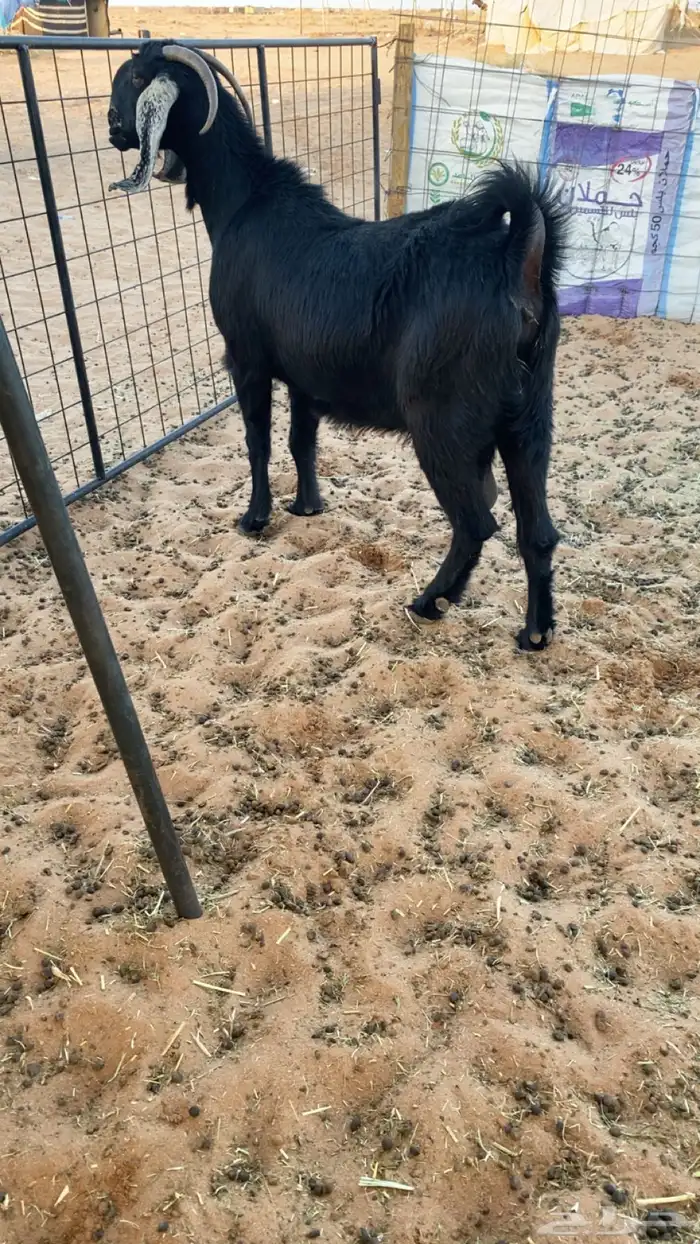 معزا عوارض دفيع ومضاريع شرط سونار 5