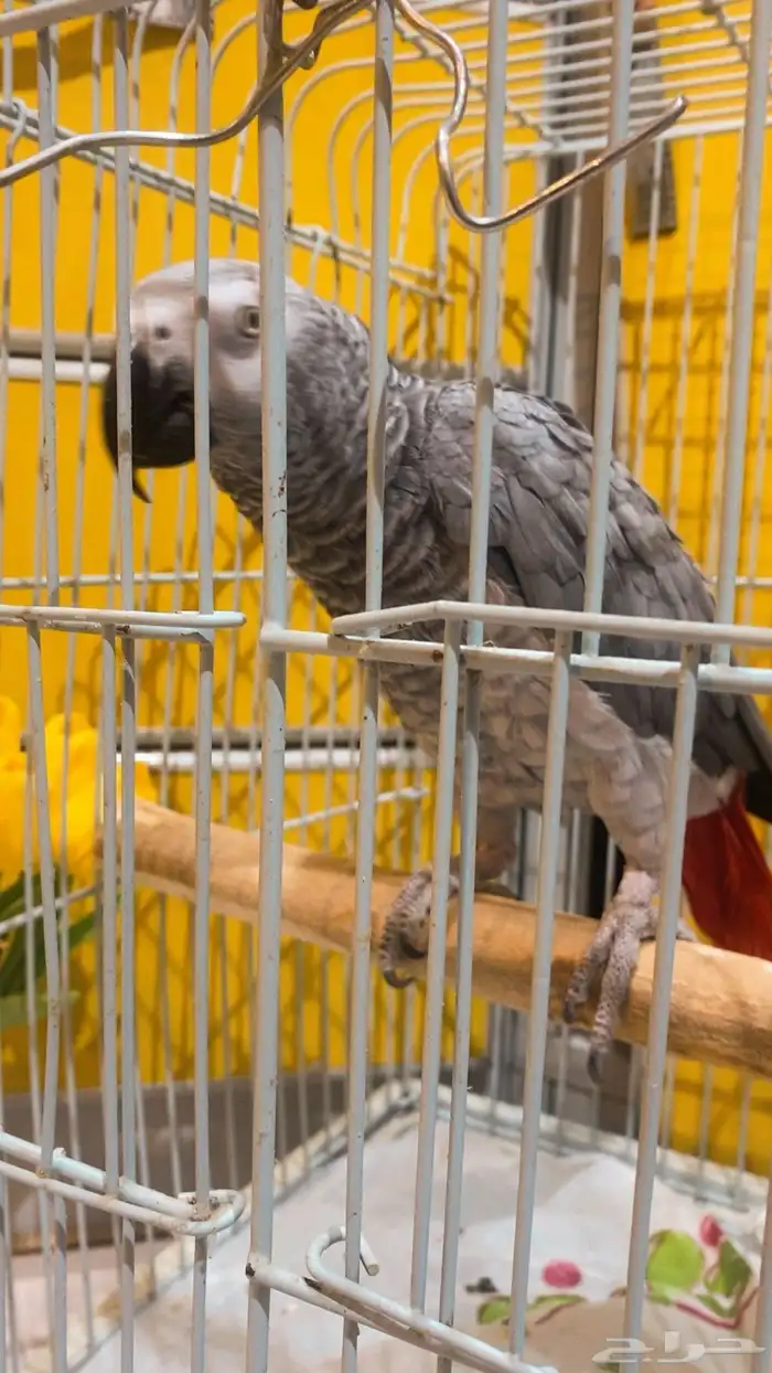 انثى كاسكو متكلم اليف 2