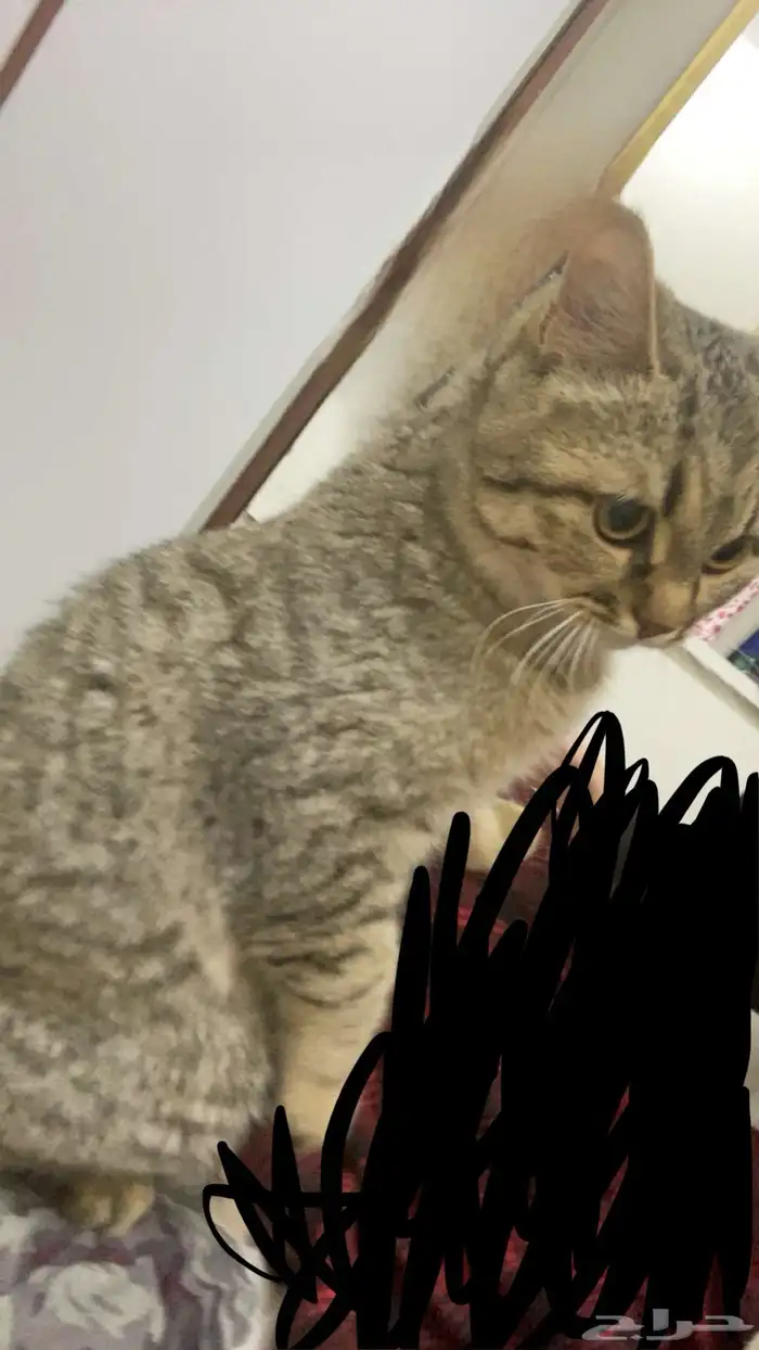 قطه للبيع 0