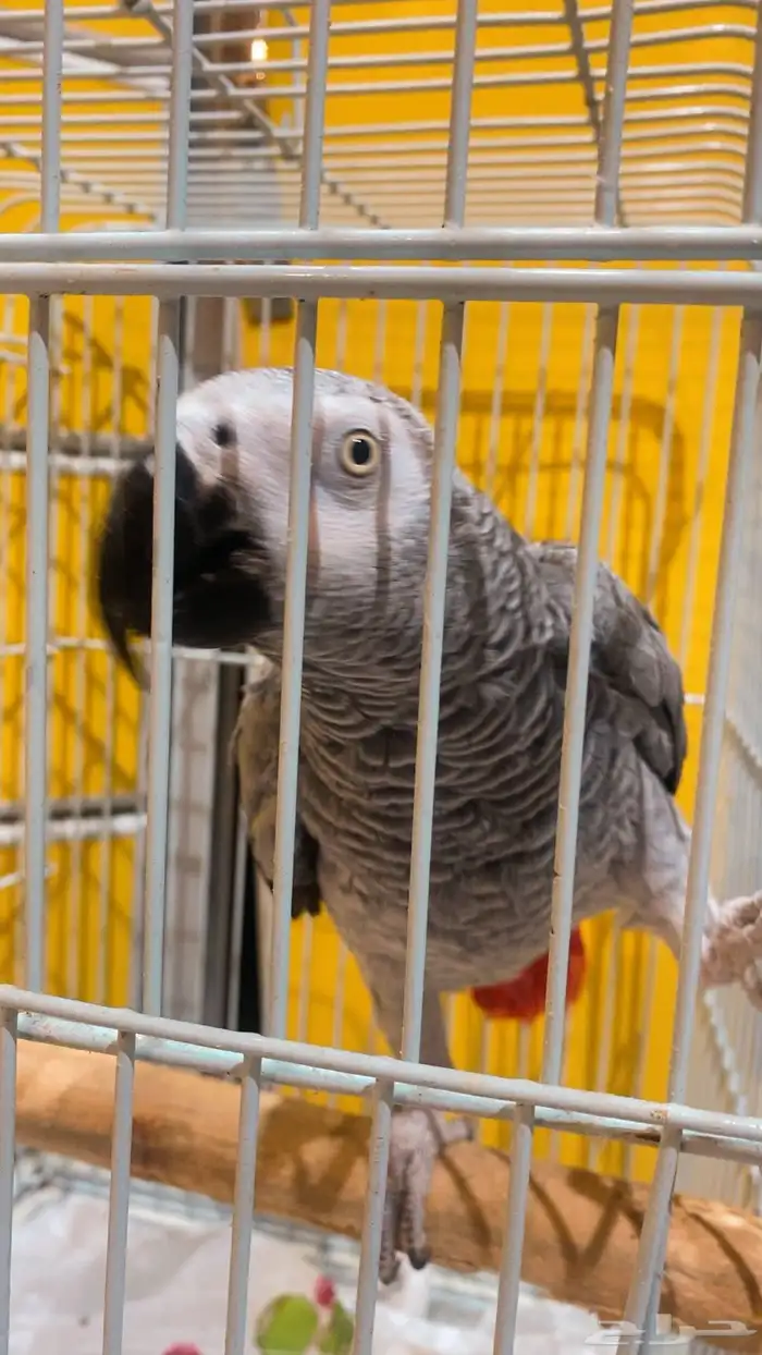 انثى كاسكو متكلم اليف 3