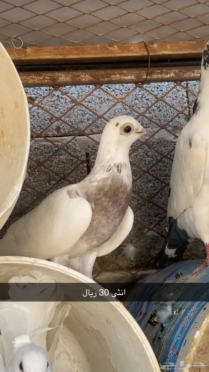 حمام زينه وبلدي 8