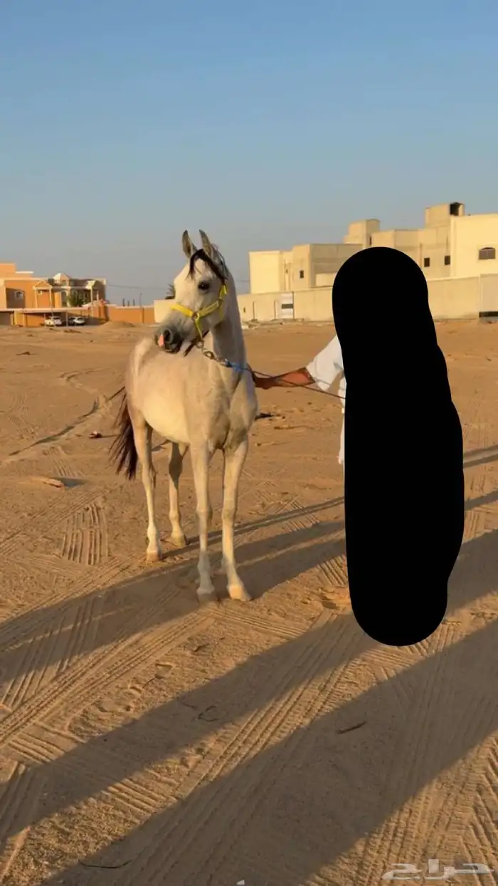 مهر شعبي كفو 3