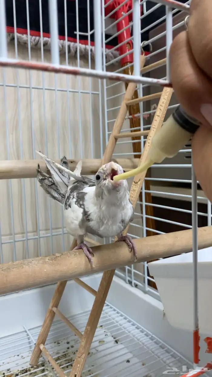 كروان هولندي 3