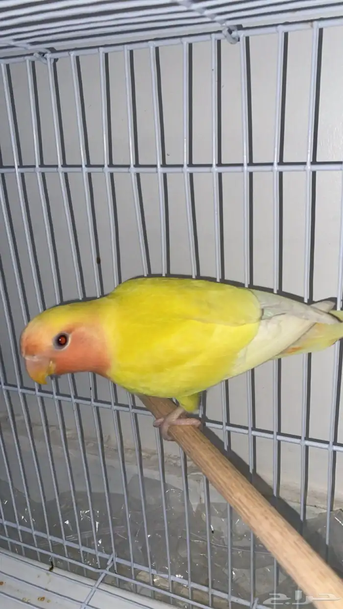 زور لبيع ب110 0