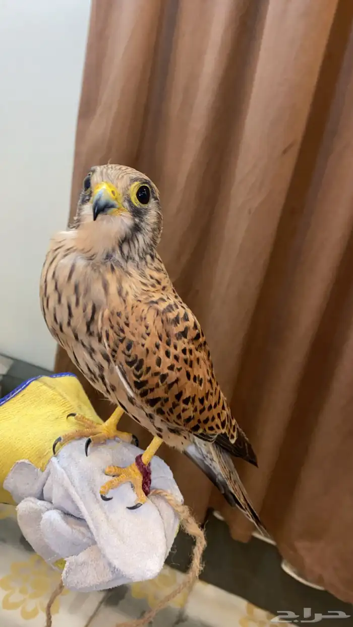 حمام باكستاني 2