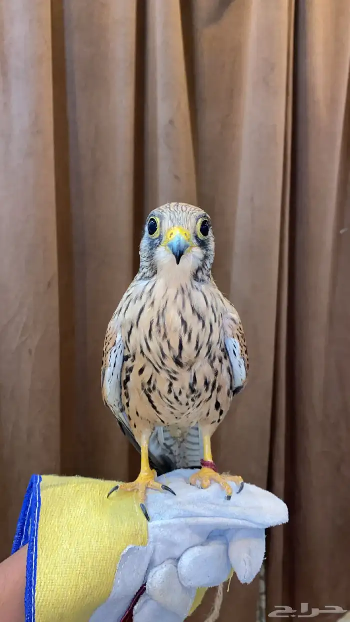 حمام باكستاني 0