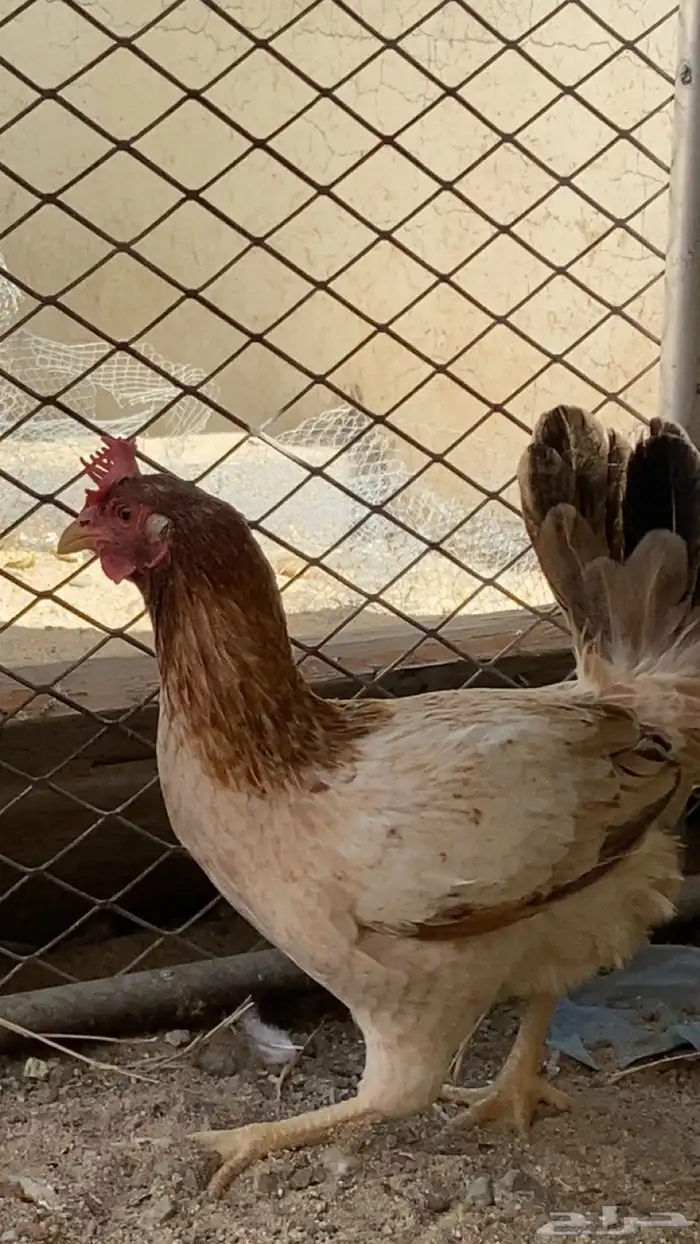 دجاج وديك كفو 5