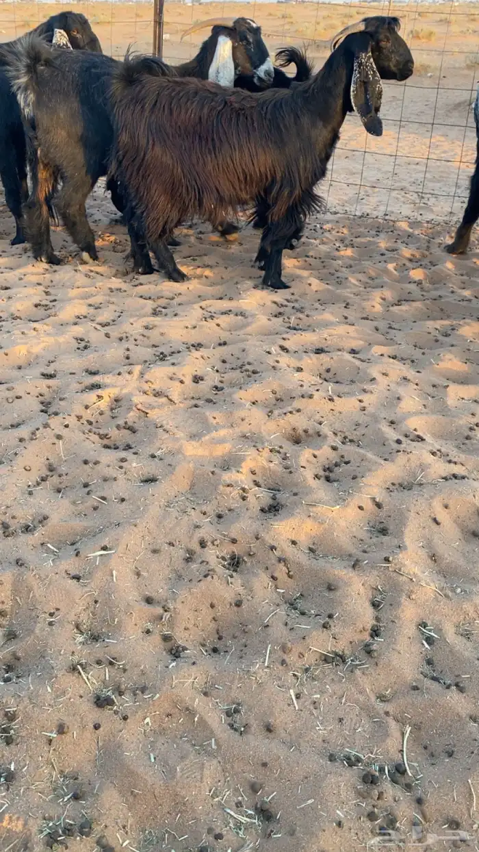 معزا عوارض دفيع ومضاريع شرط سونار 7