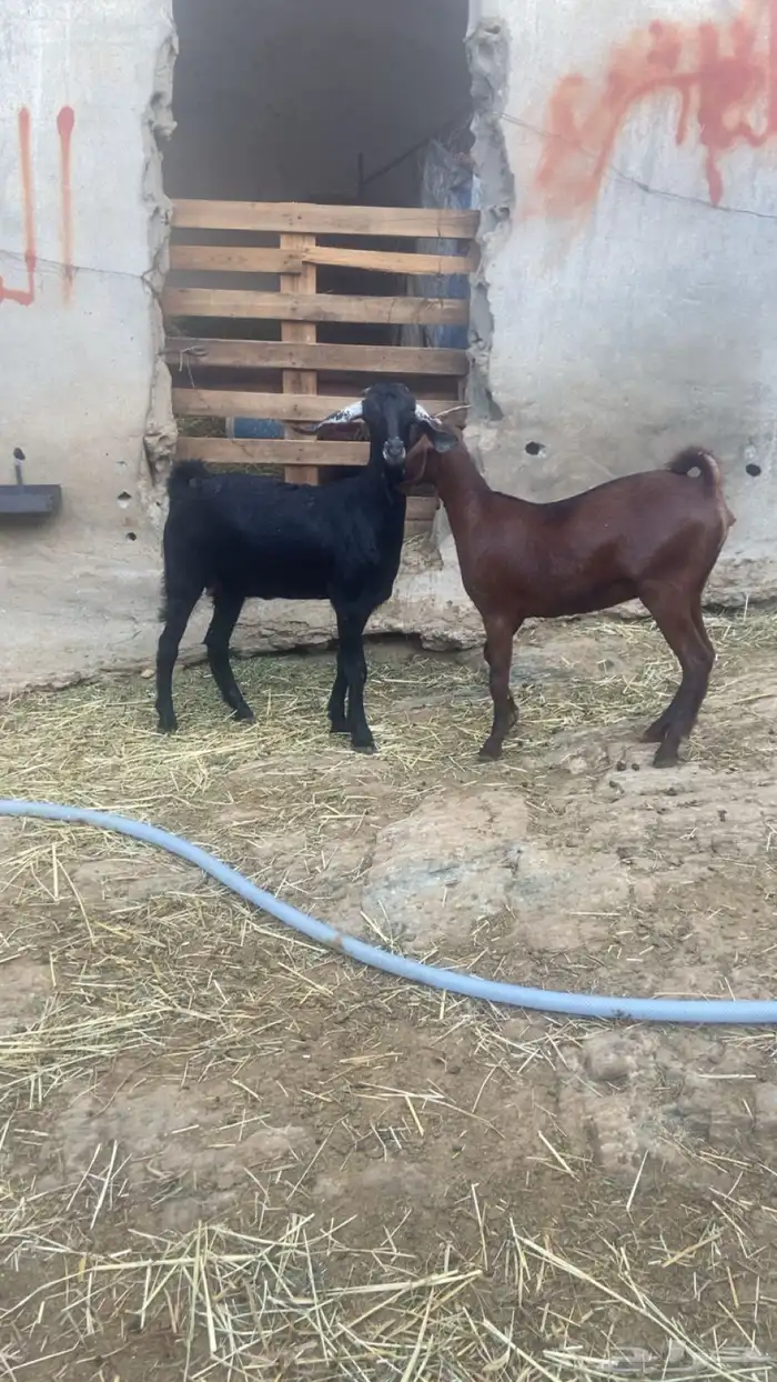 عنقان شحم للبيع 1