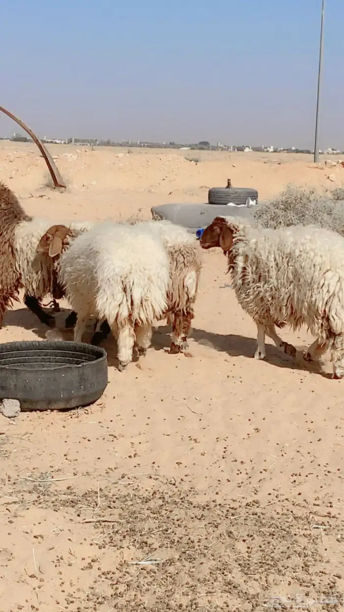 نعيم. جذعات. اعمارهن 7 الى 10 ش مغلقات شحم 0