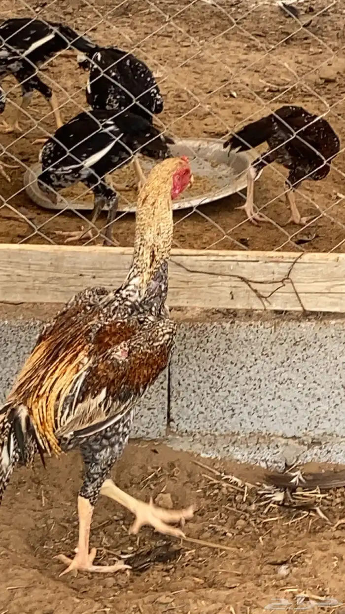 ثلاثة ديوك شامبو عمر ثمانية شهور 3