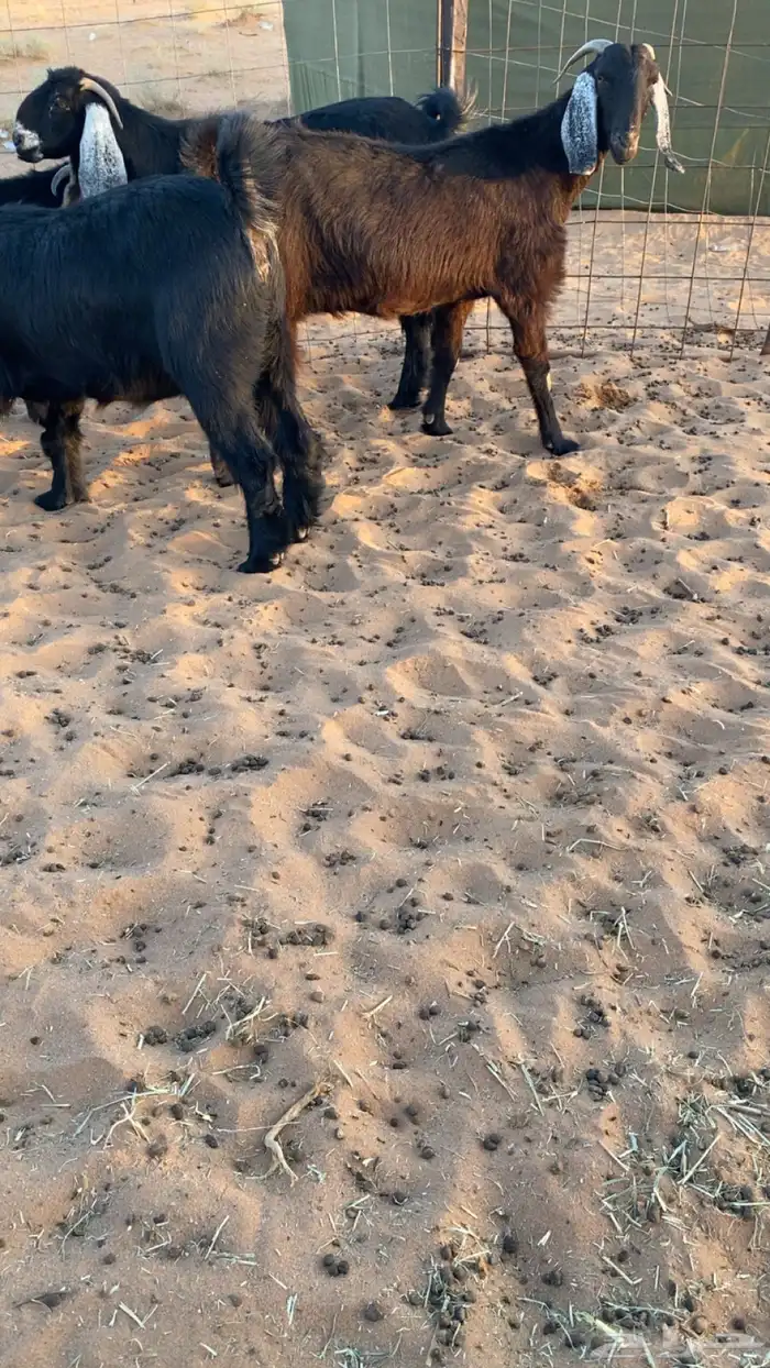 معزا عوارض دفيع ومضاريع شرط سونار 0