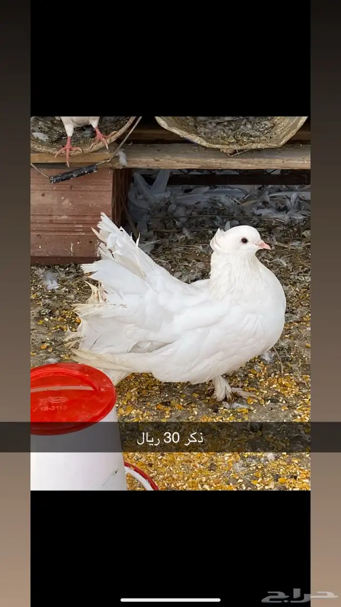 حمام زينه وبلدي 4