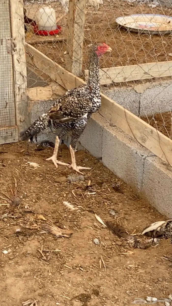 ثلاثة ديوك شامبو عمر ثمانية شهور 1