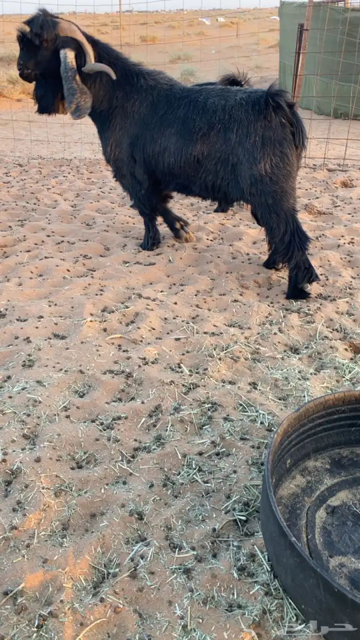 معزا عوارض دفيع ومضاريع شرط سونار 8