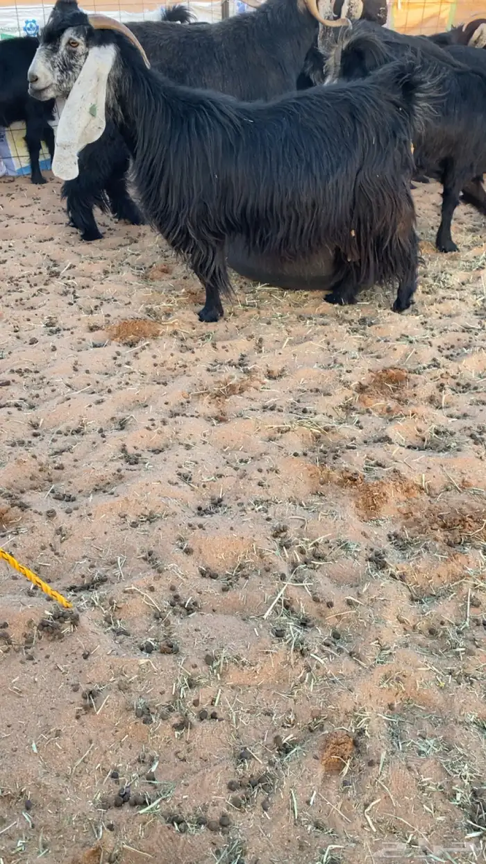 معزا عوارض دفيع ومضاريع شرط سونار 1