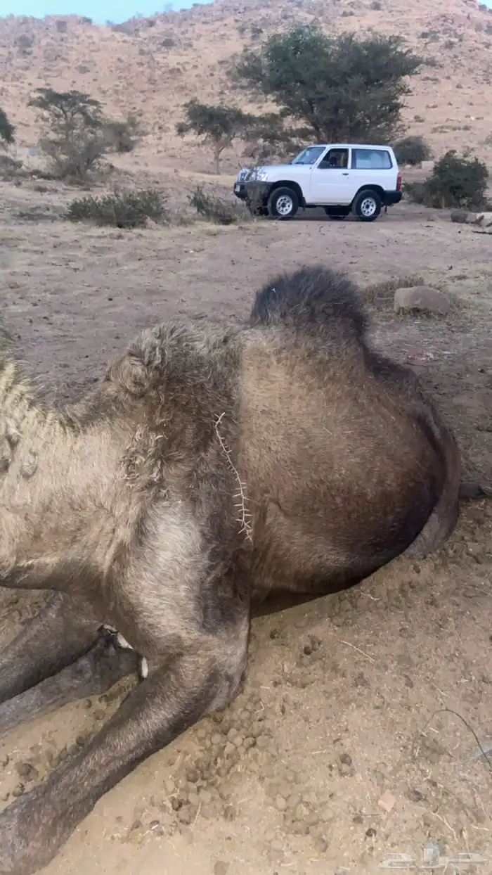 ناقه مجهم عربيه لقاح في 6 شهور 1