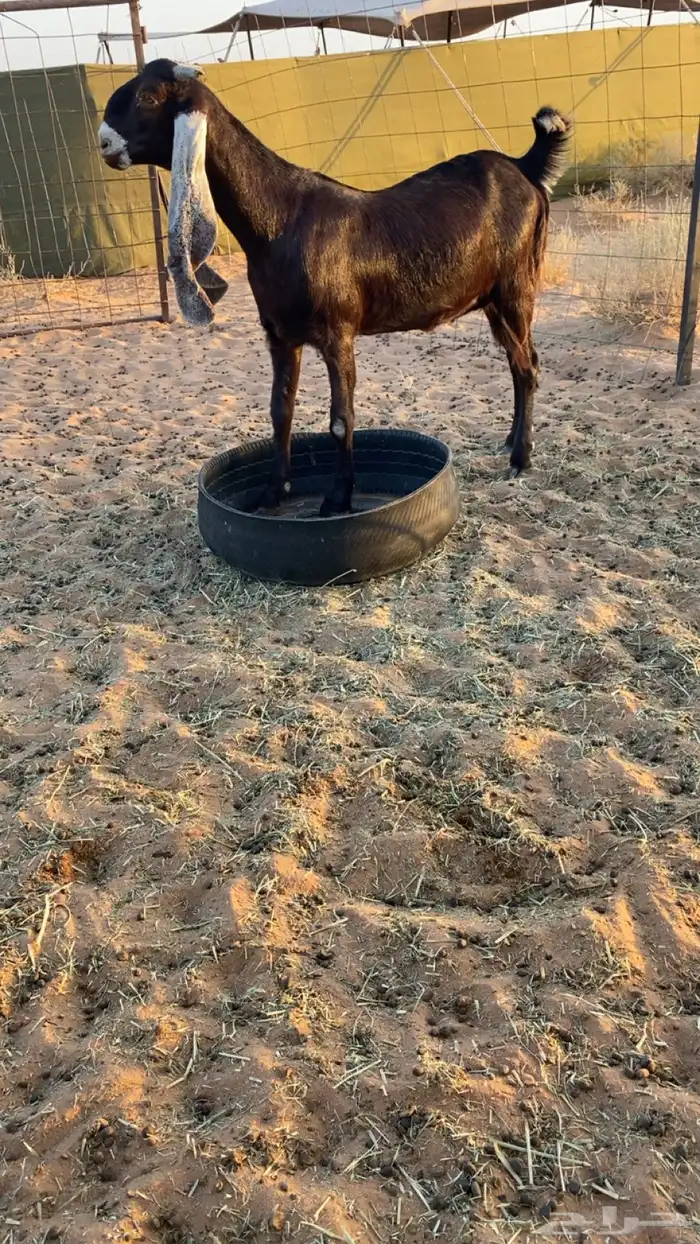 معزا عوارض دفيع ومضاريع شرط سونار 9