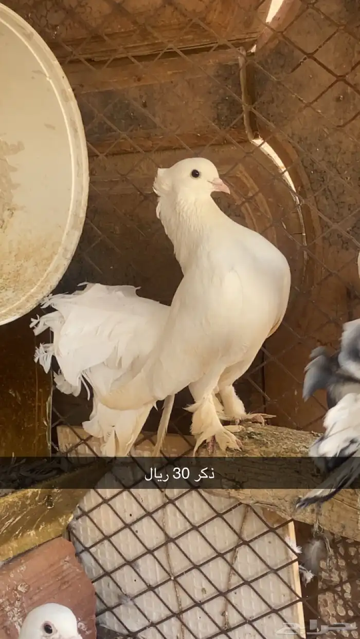 حمام زينه وبلدي 1