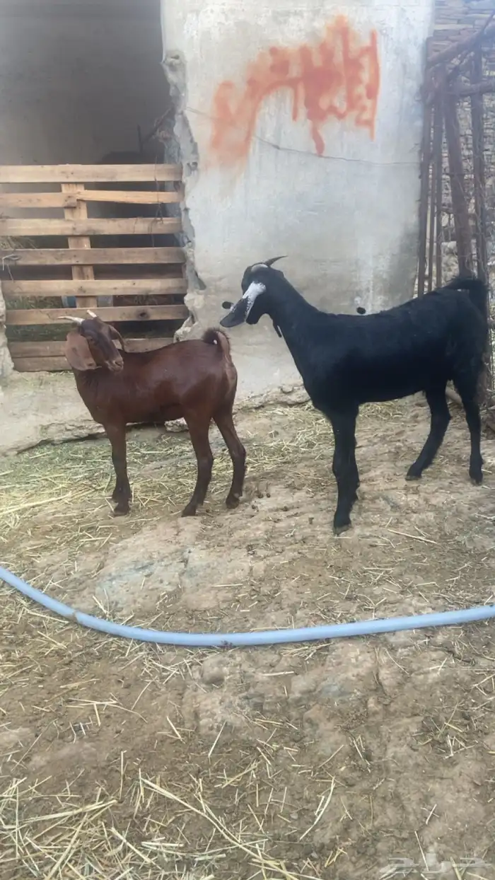 عنقان شحم للبيع 2