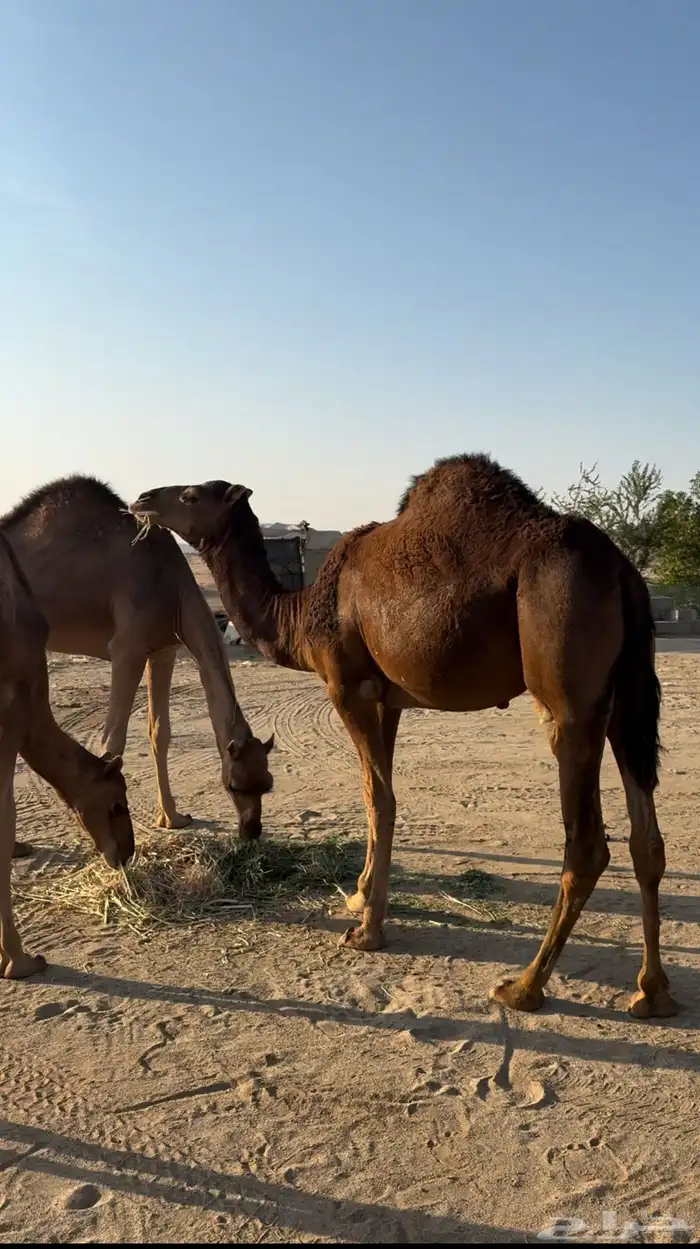 بكار سواحل حمر دهم 0