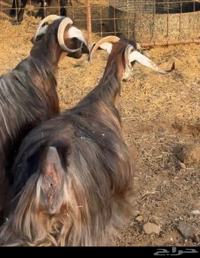 جفار ومعزا مصريات هجين شامي بفحولها مراح 22