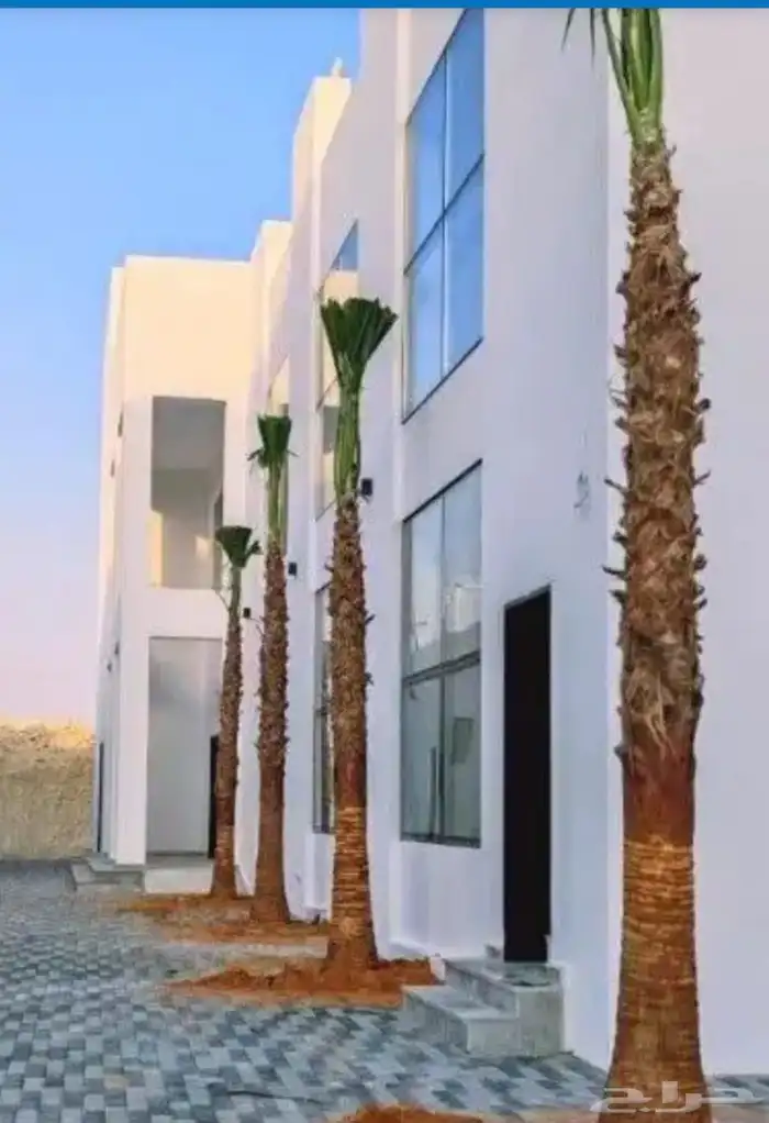 نخل واشنطني امريكي زينه للبيع 9