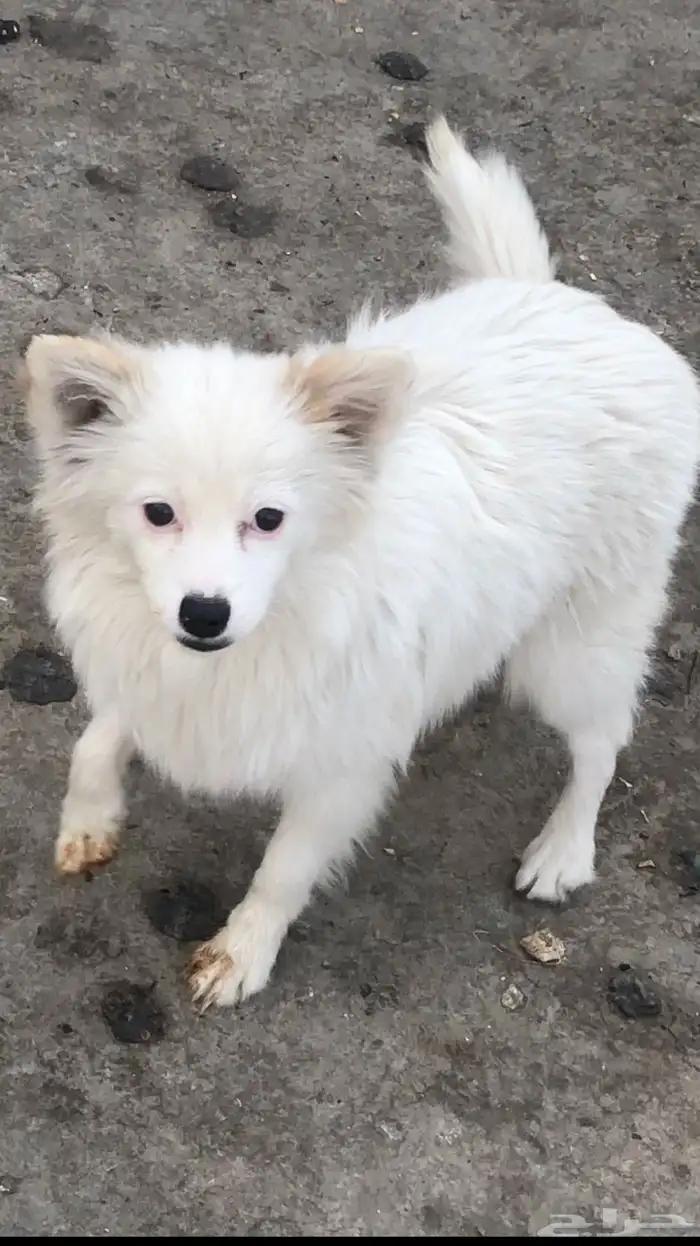 كلب بومتشي لعوب جدا 0