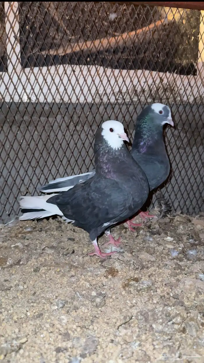 جوز حمام هزاز مستوى راقي 1