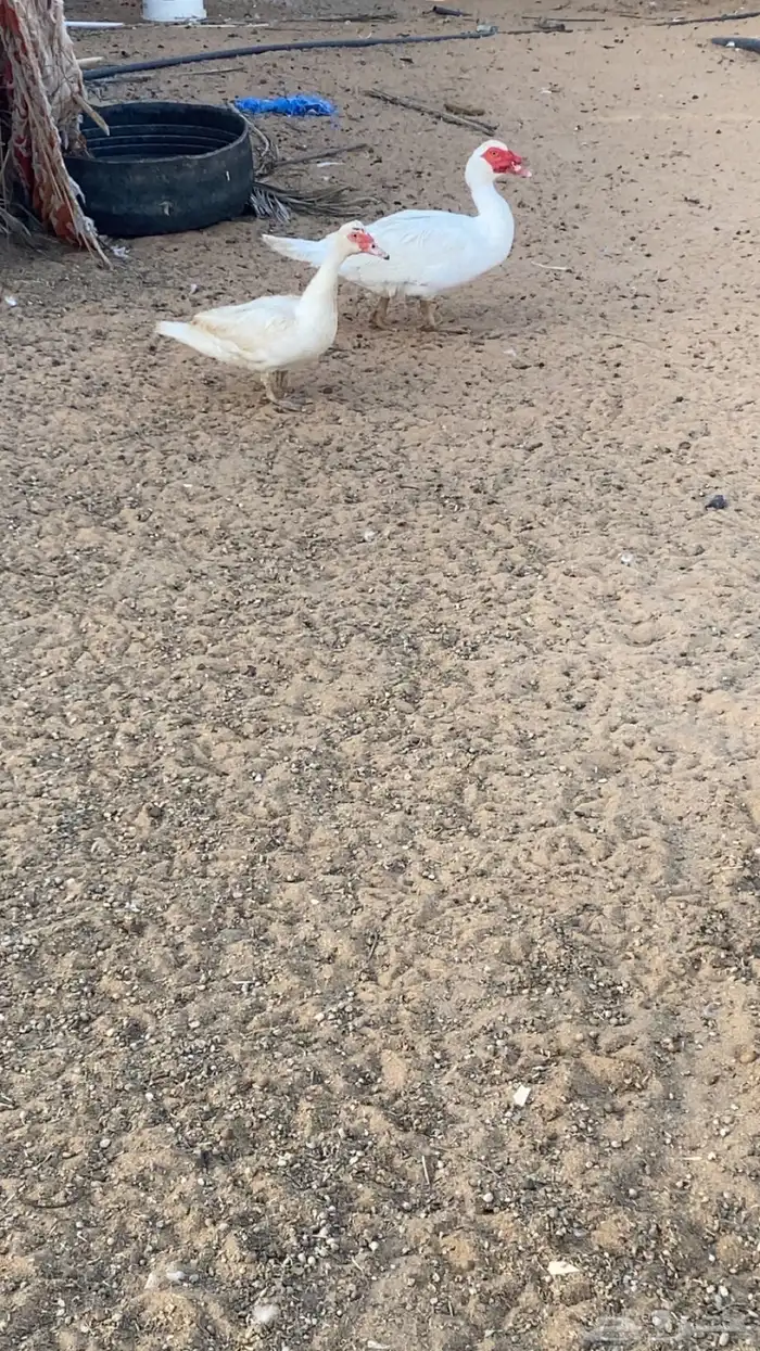 للبيع دجاج بياض وبط 5