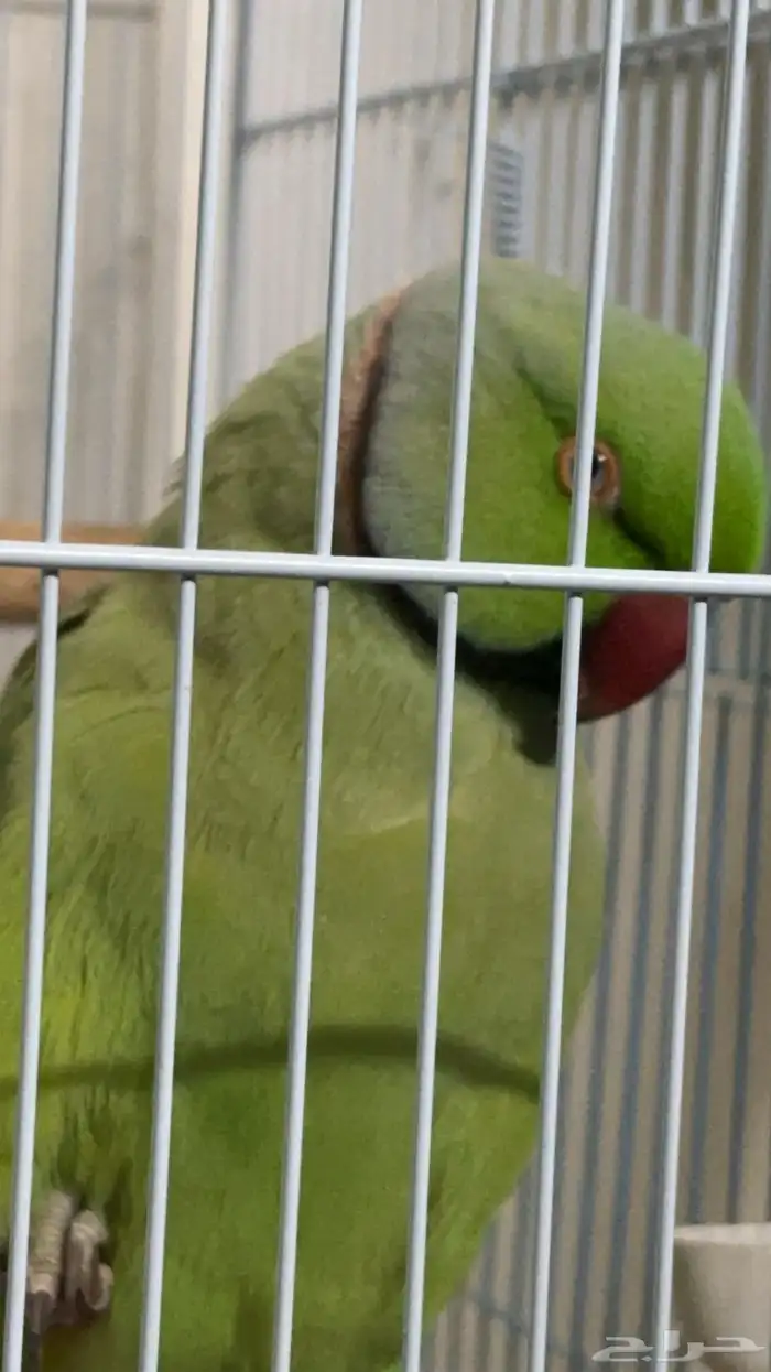 درة هندية ذكر اليف متكلم - ذكر روز اليف 0