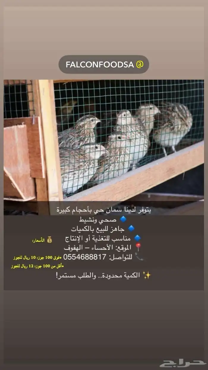 سمان حي للبيع الجملة 0