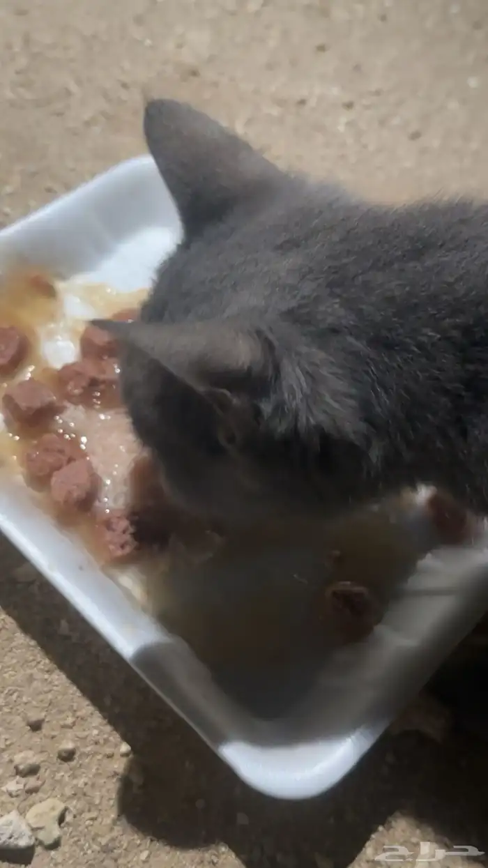 قط  انثى لتبني 2