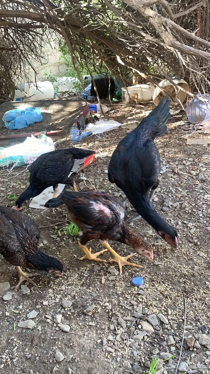 دجاج سندي بيور 0