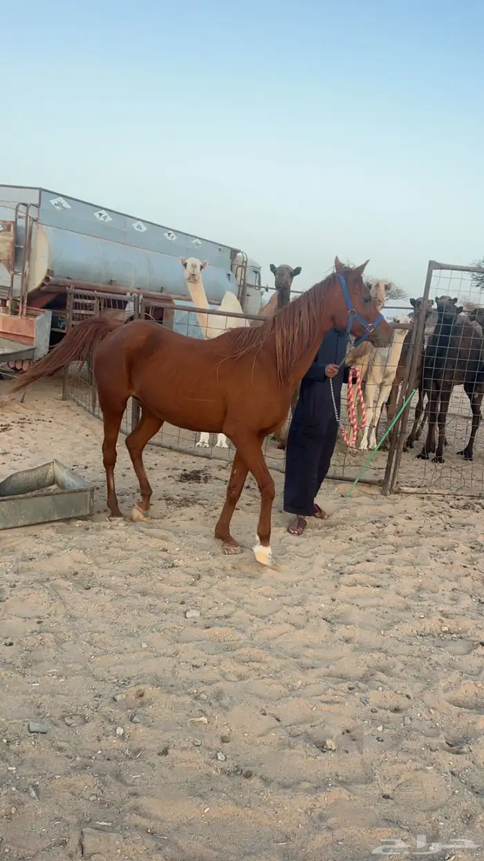 فرس شعبيه. 1