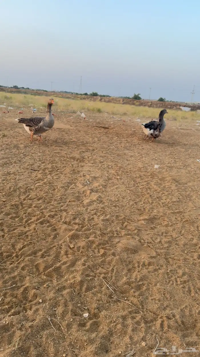 السلام عليكم وز زينه للبيع مفتل 1