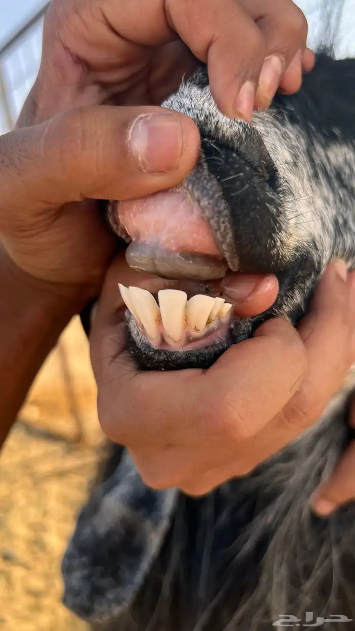 عنز عارضيه 0