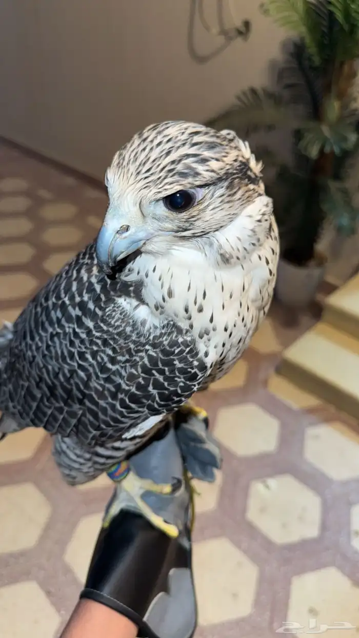 جير شاهين العمر 5 7