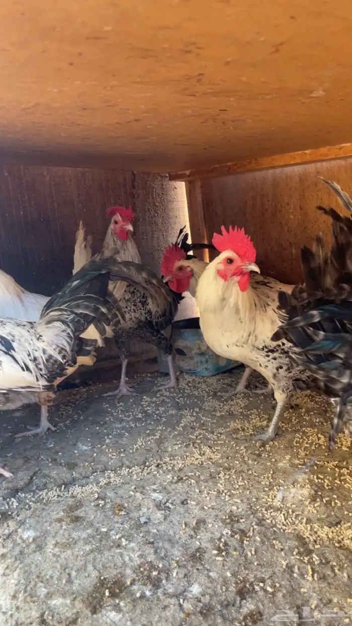 ديوك فيومي وبلدي 11