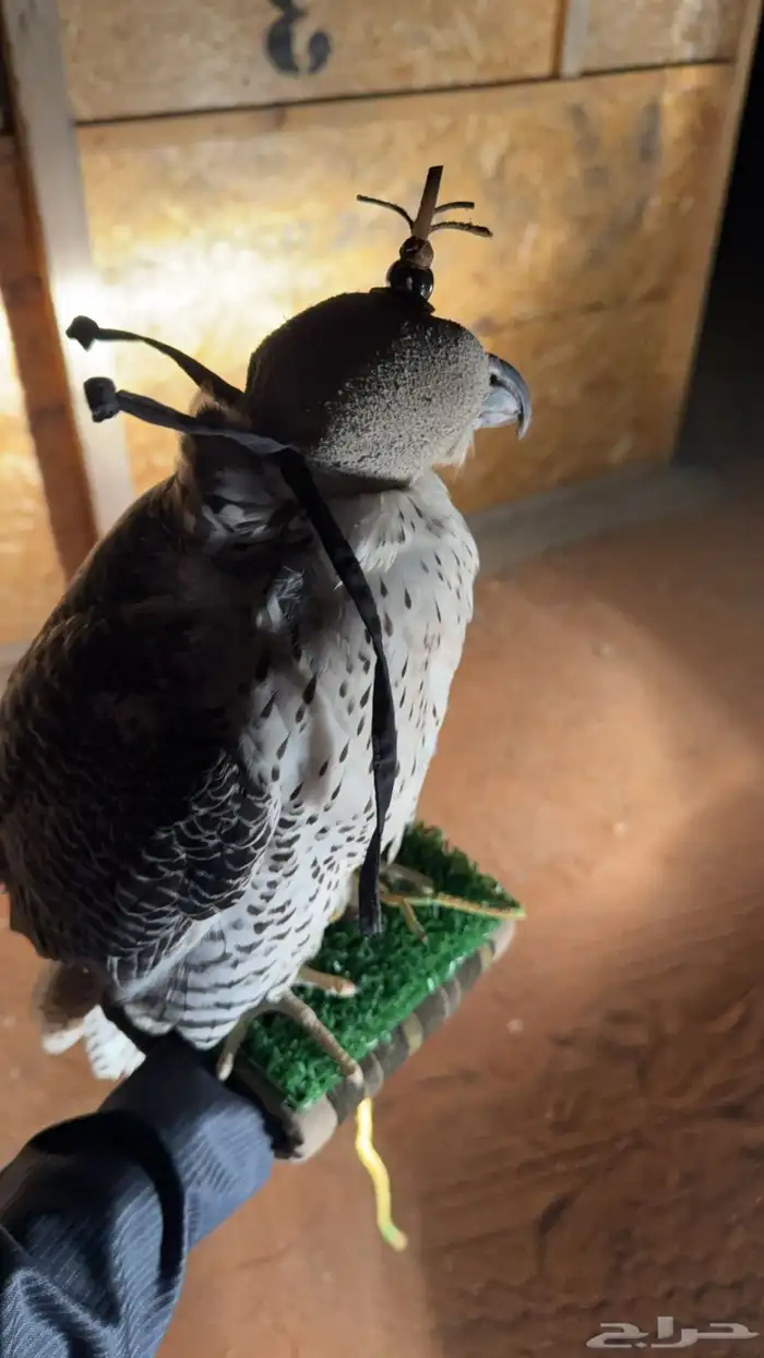 جير شاهين العمر 5 0