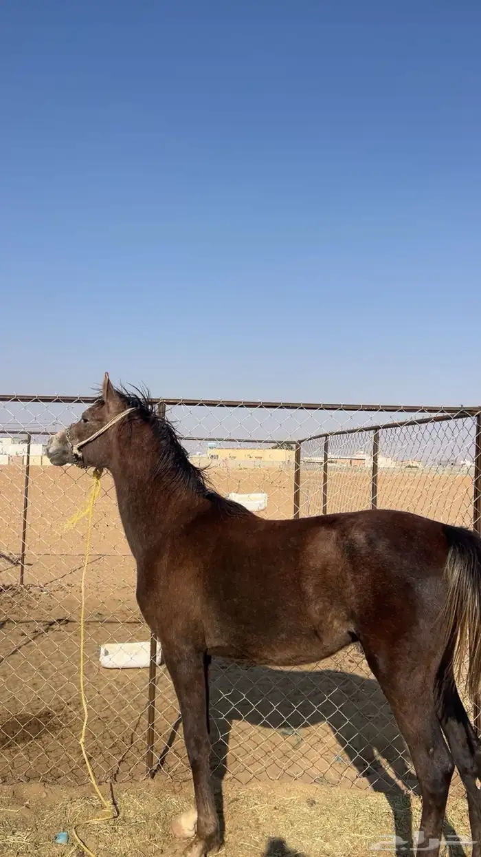 مهر بطل مستقبله قدام وجه 1