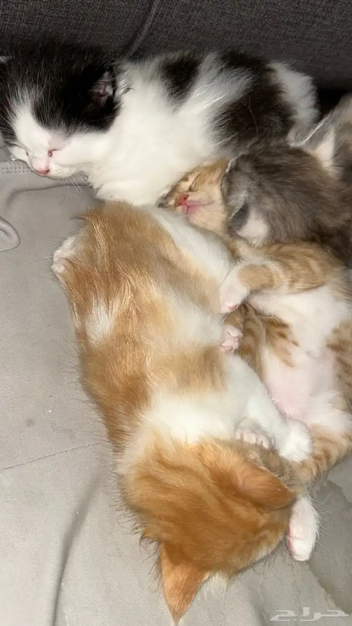 قطه واولادها لتبني 5