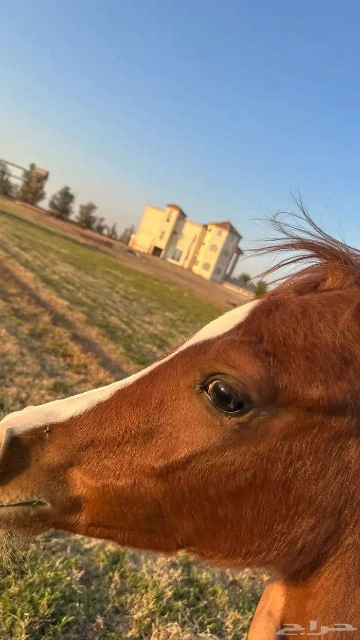 مهر شعبي شيخ ابو واهو ام شعبي 2