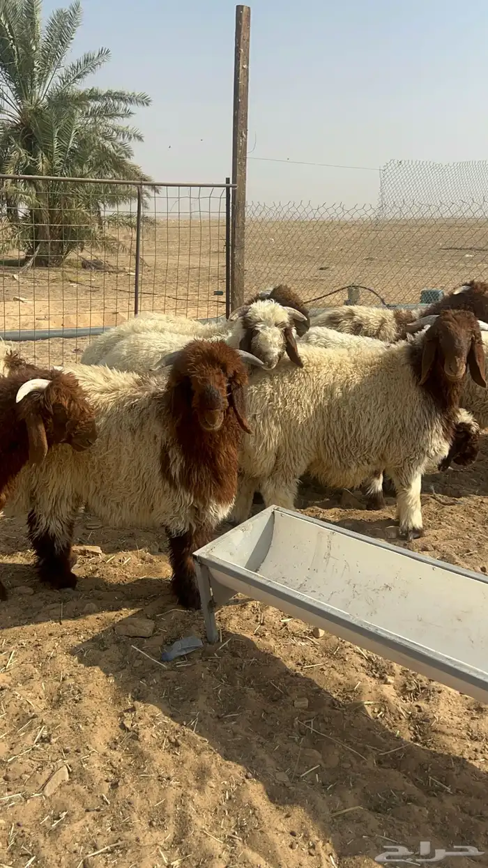للبيع خرفان نعيم العدد10 خرفان 3