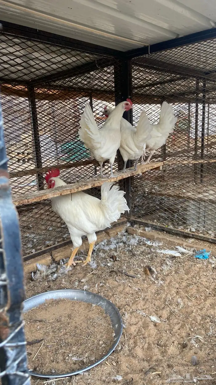 طقمين دجاج لون مميز 4